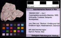 Foto (Objekt + Etiketten) von Cracensigillatus acutirostris (Moericke, 1889) (NHMW-GEO-1990-0041-0307)